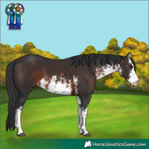 Horse Color:White Spotted Brown