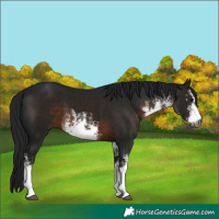 Horse Color:Gray White Spotted Brown