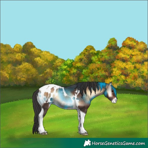 Horse Color:Brown Onyx Tobiano Appaloosa