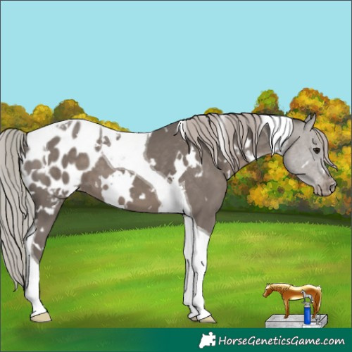Horse Color:White Spotted Silver Black Tobiano Appaloosa