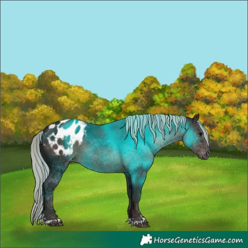 Horse Color:Gray Silver Black Appaloosa 