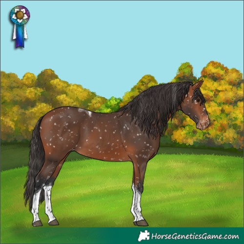 Horse Color:Bay Tobiano Appaloosa 