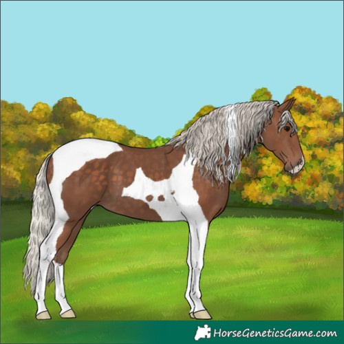 Horse Color:Silver Black Tobiano 
