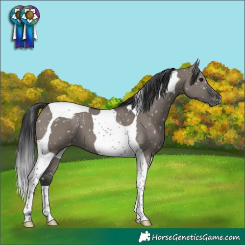 Horse Color:Grullo Tobiano Appaloosa