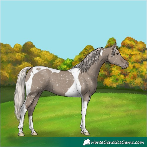 Horse Color:Silver Grullo Tobiano Blanket