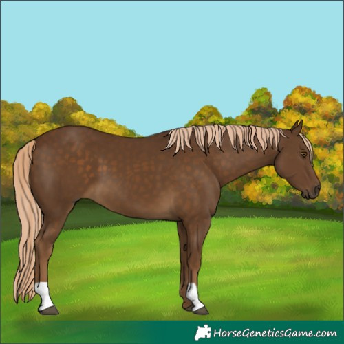 Horse Color:Chocolate Palomino 