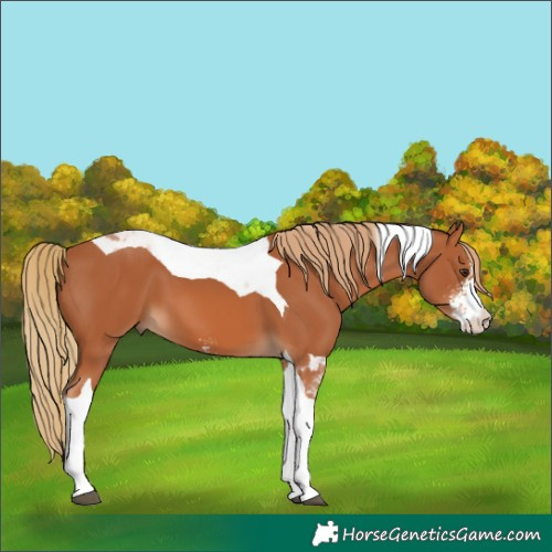 Horse Color:Chestnut Sabino Tobiano 