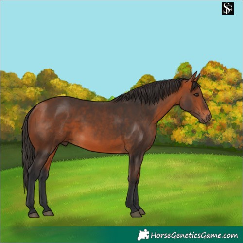 Horse Color:Bay 