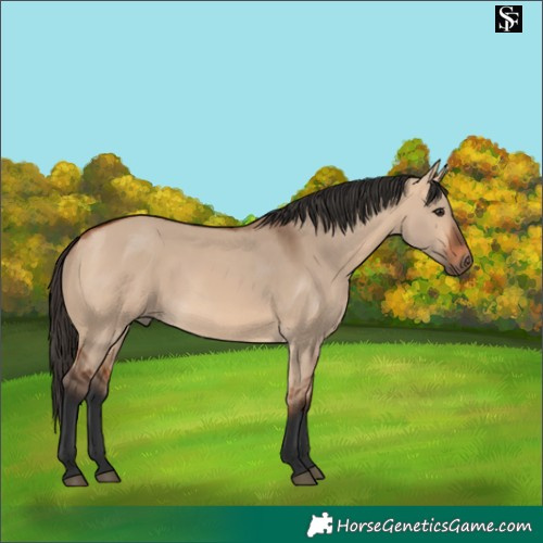 Horse Color:Bay Dun 