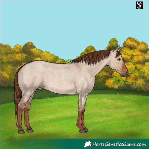 Horse Color:Red Dun Roan
