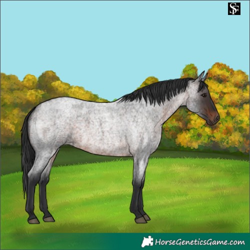 Horse Color:Brown Roan