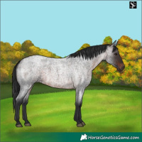 Horse Color:Brown Roan 