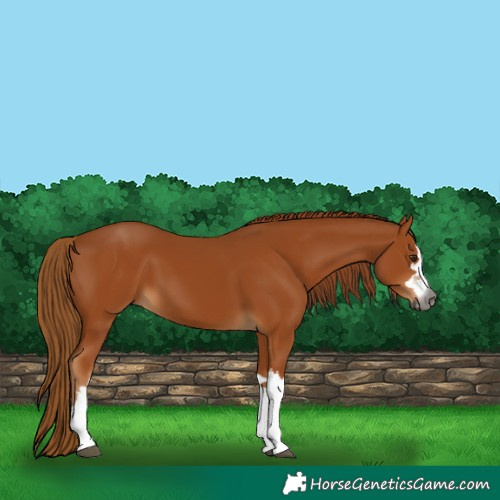 Horse Color:Gray Chestnut