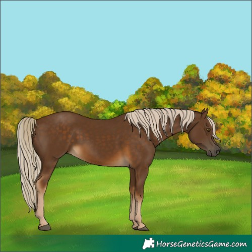 Horse Color:Chocolate Palomino 