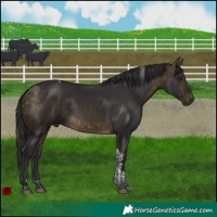 Horse Color:Buckskin Tobiano 