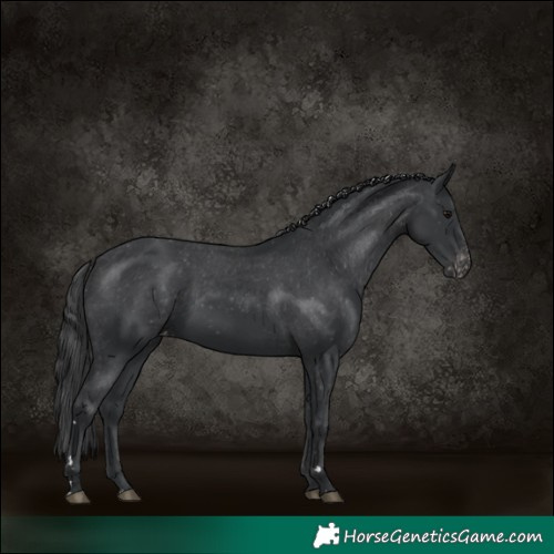 Horse Color:Black Appaloosa Rabicano 