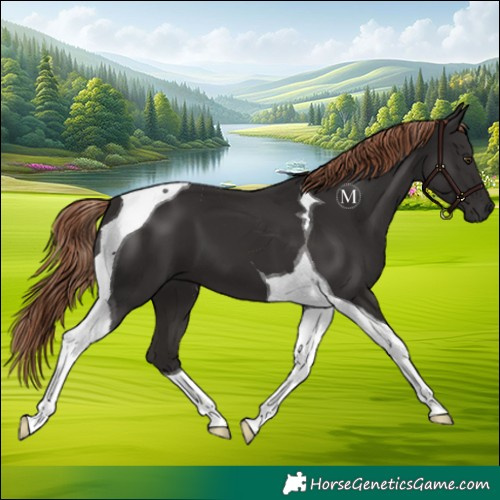 Horse Color:Liver Chestnut Tobiano
