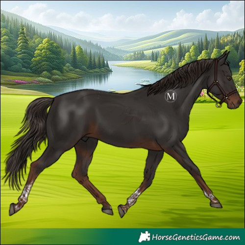 Horse Color:Liver Chestnut Tobiano