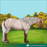 Horse Color:Silver Bay Roan 