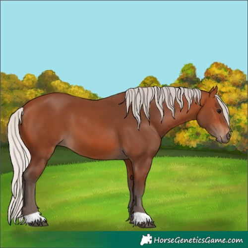 Horse Color:Silver Bay 