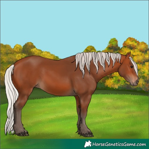 Horse Color:Silver Bay 