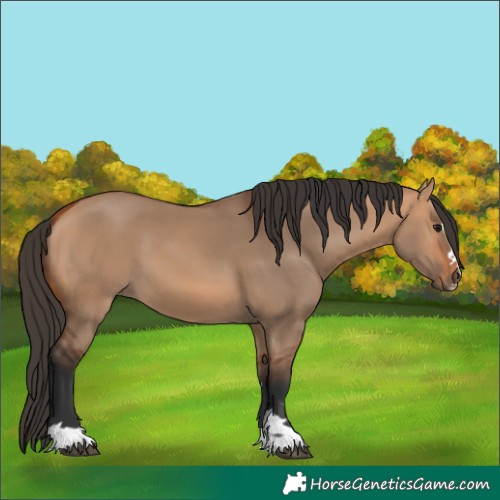 Horse Color:Bay Dun