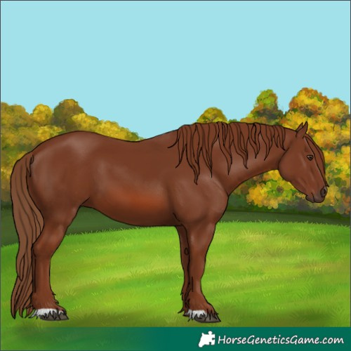 Horse Color:Chestnut 