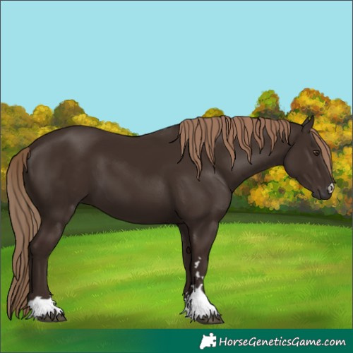 Horse Color:Liver Chestnut 