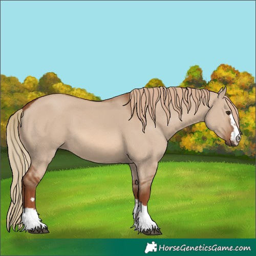 Horse Color:Red Dun 