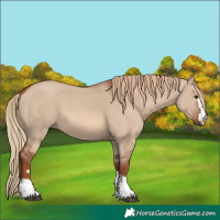 Horse Color:Red Dun 
