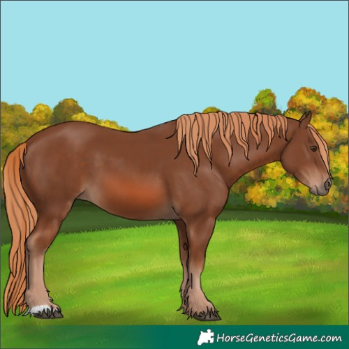 Horse Color:Chestnut 