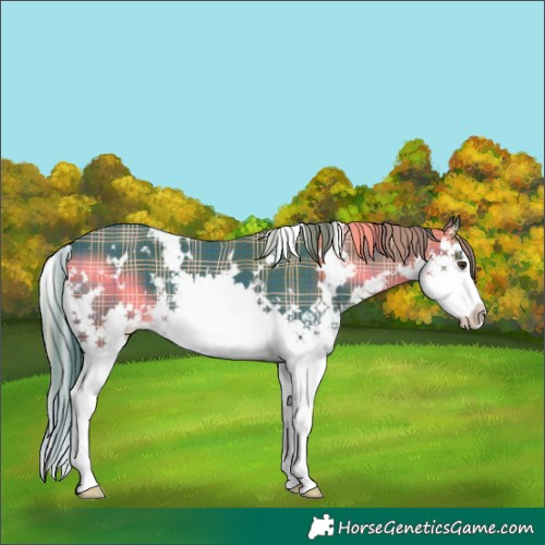 Horse Color:Watercolor Plaid  White Spotted Liver Chestnut Splash 