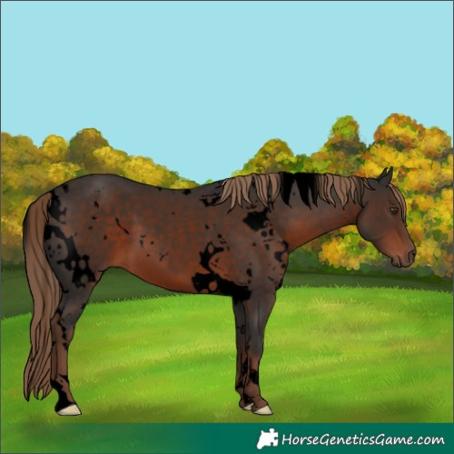 Horse Color:Void White Spotted Liver Chestnut