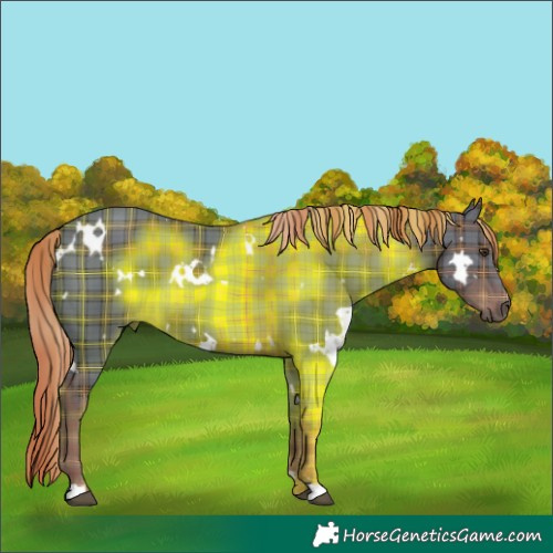 Horse Color:Plaid  White Spotted Liver Chestnut 