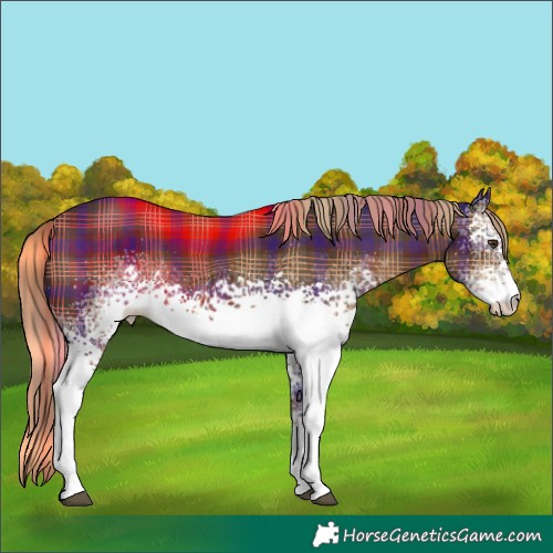 Horse Color:Plaid White Spotted Liver Chestnut