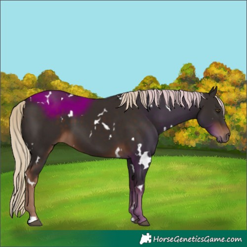 Horse Color:White Spotted Liver Chestnut 