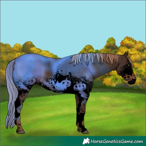 Horse Color:Void White Spotted Liver Chestnut 