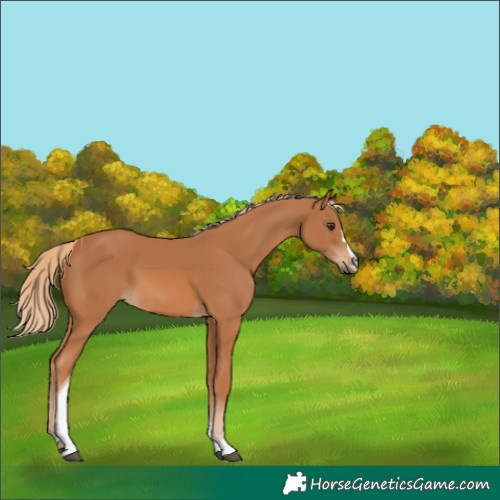 Horse Color:Chestnut Tobiano 