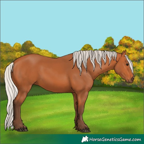 Horse Color:Silver Bay 