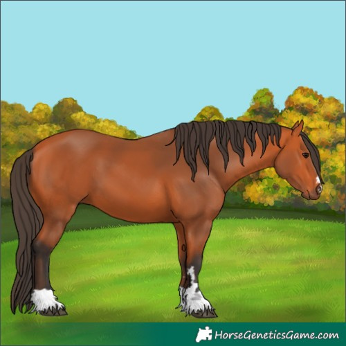 Horse Color:Bay 