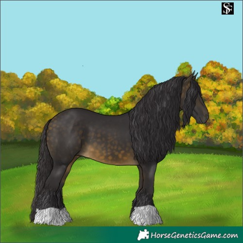Horse Color:Buckskin 