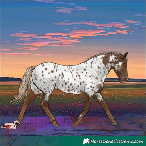 Horse Color:Unknown 