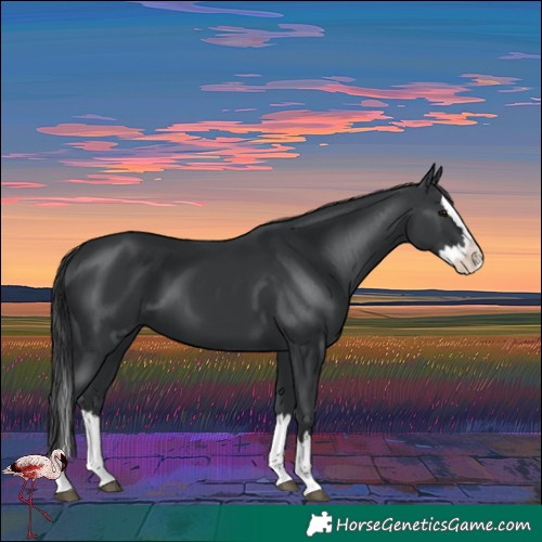 Horse Color:Unknown 