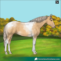 Horse Color:Palomino Dun Tobiano 