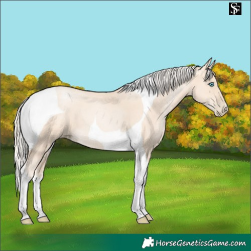 Horse Color:Gold Cream Champagne Pearl Tobiano