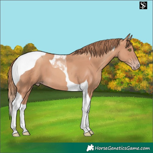 Horse Color:Gold Champagne Tobiano