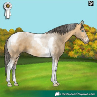 Horse Color:Buckskin Dun Merle Tobiano