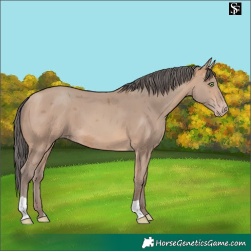 Horse Color:Amber Champagne Merle 