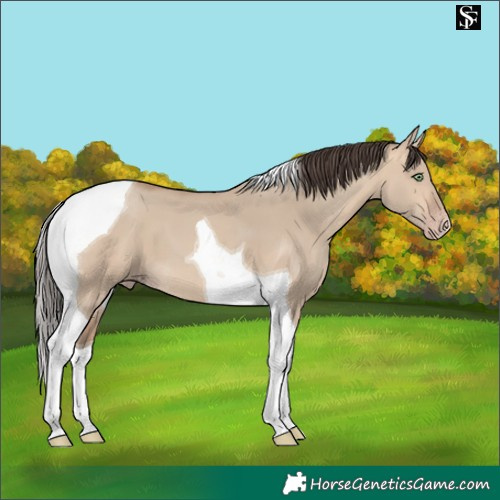 Horse Color:Amber Champagne Dun Tobiano