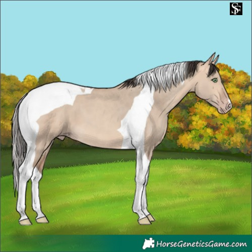Horse Color:Amber Champagne Dun Tobiano 